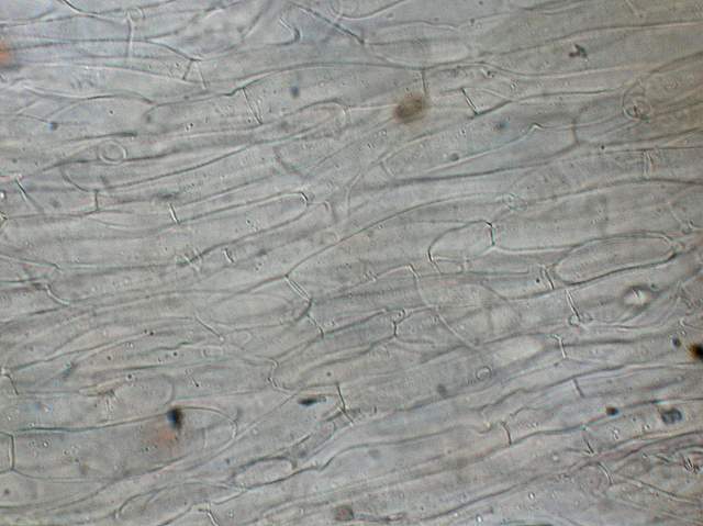 Cortinarius spec. Cod.:2899-07